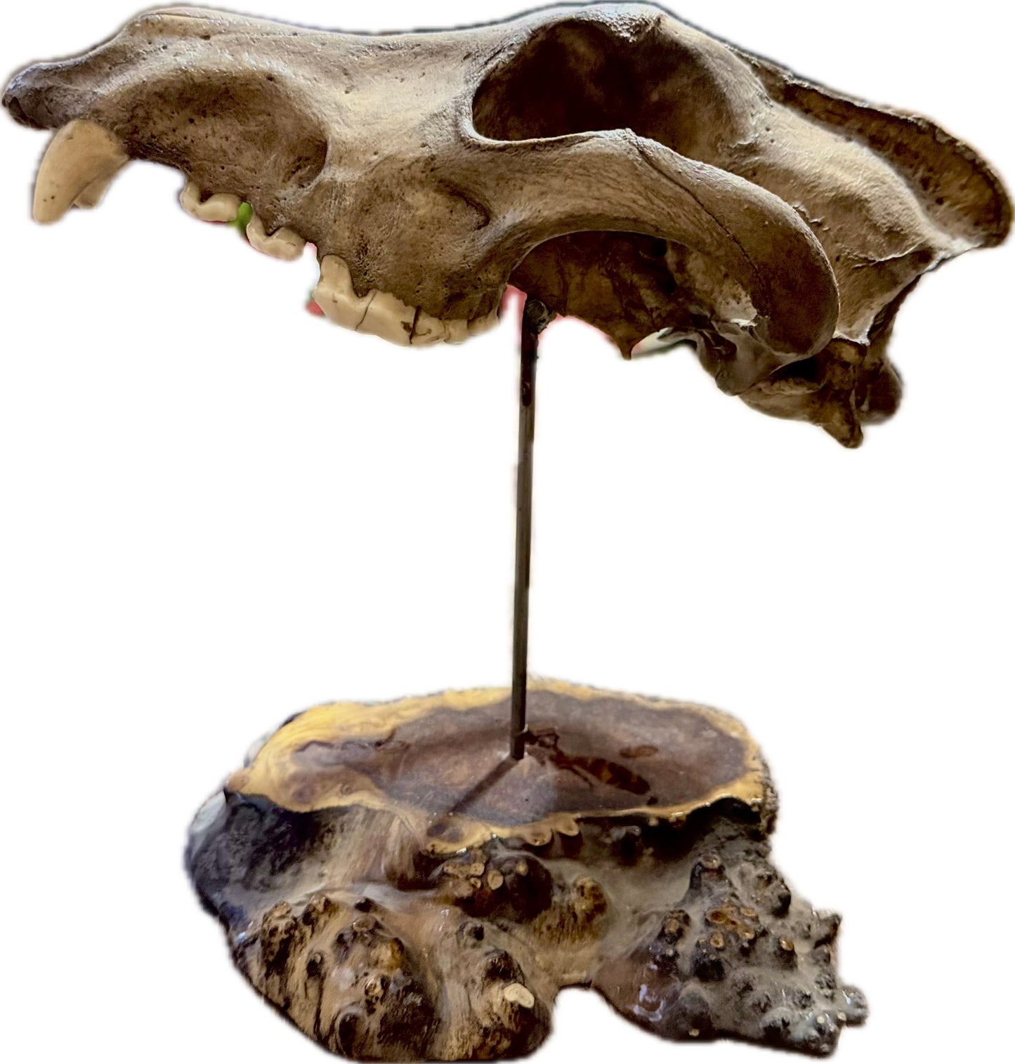 Wolf Skull