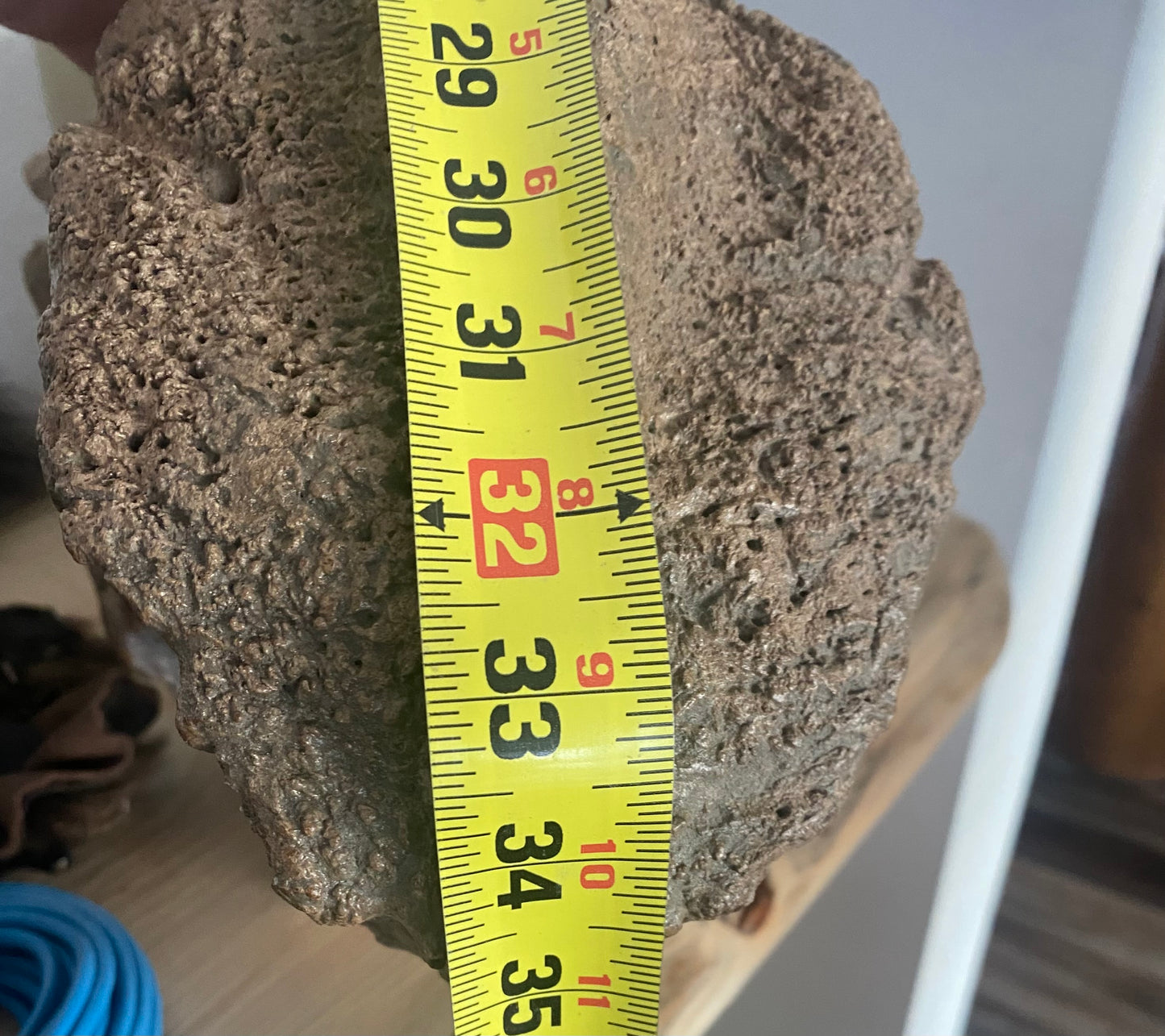 Woolly Rhinoceros Top Skull