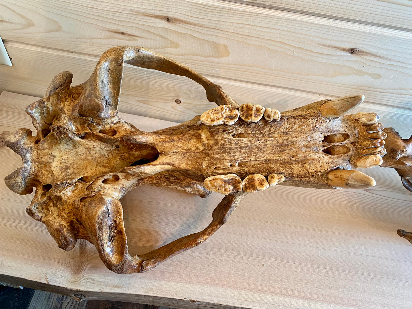 Cave Bear Skull