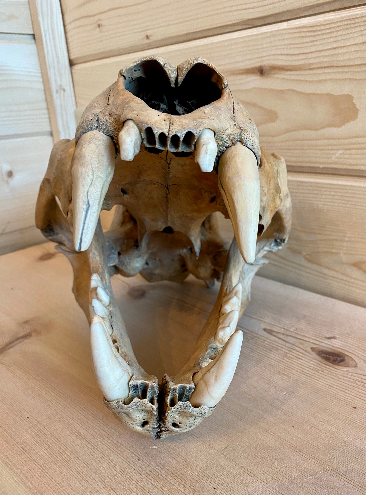 Cave Lion Skull