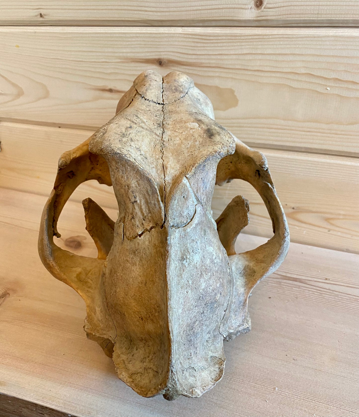 Cave Lion Skull