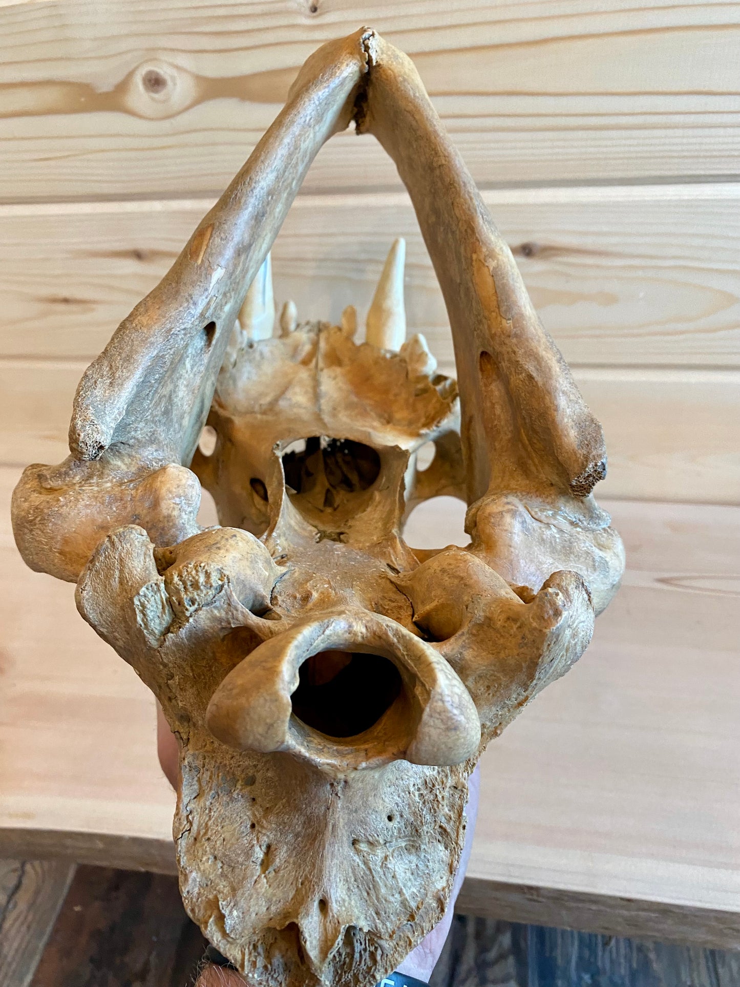 Cave Lion Skull