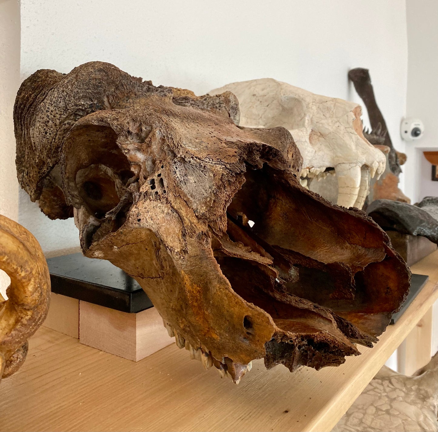 Muskox Skull