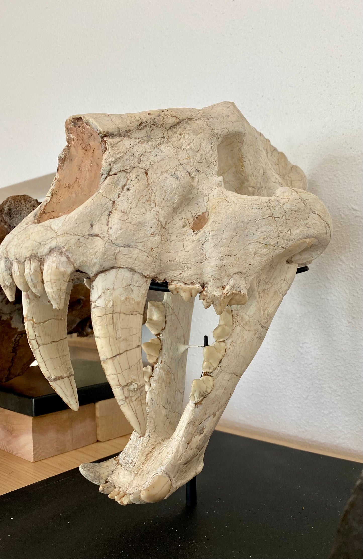 Sabertooth Cat Skull