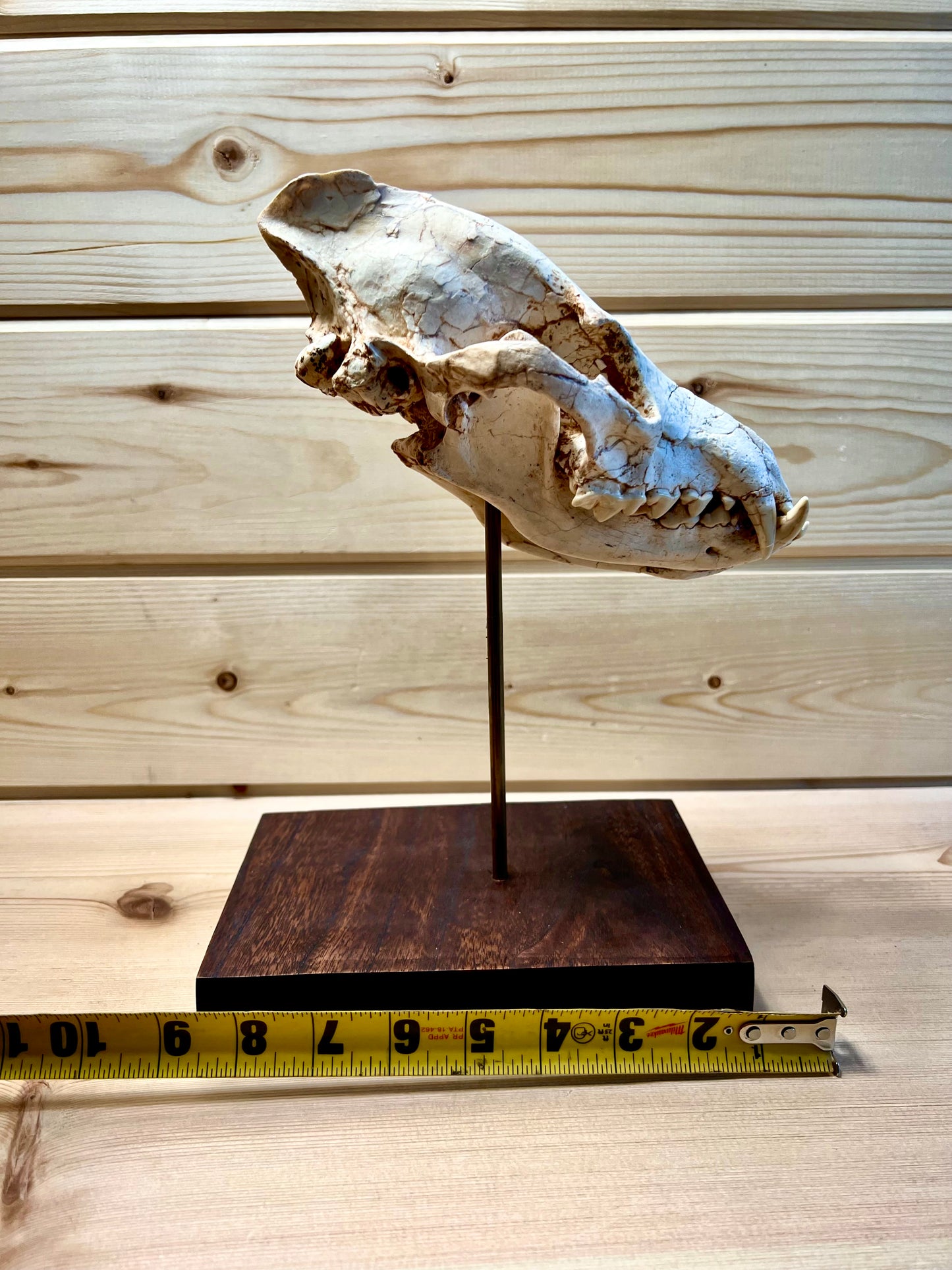 Asian Hyena Skull