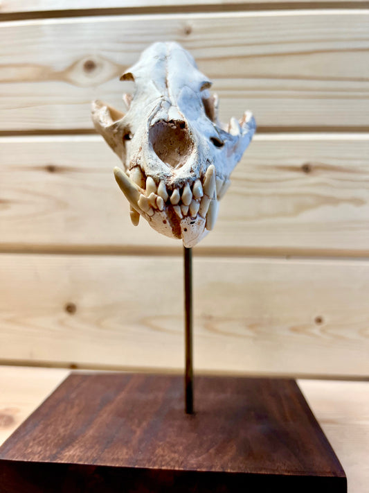Asian Hyena Skull