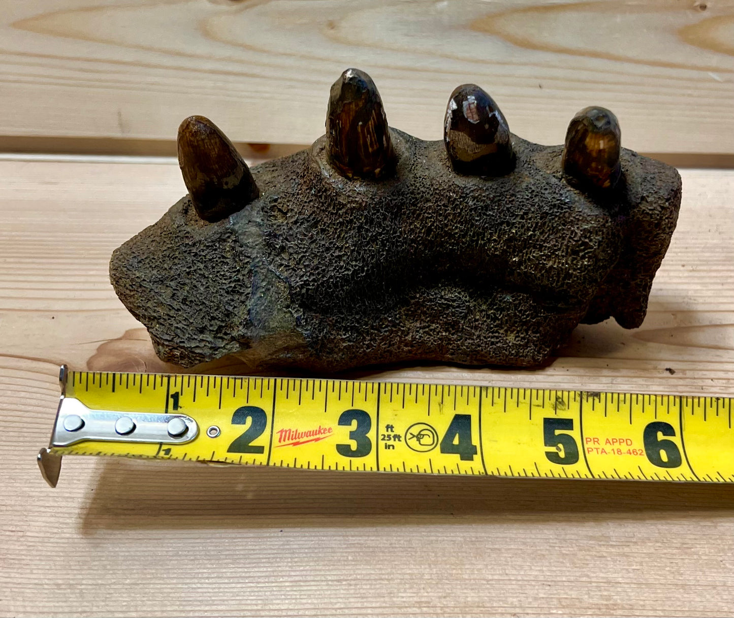 Crocodile Jaw - Partial