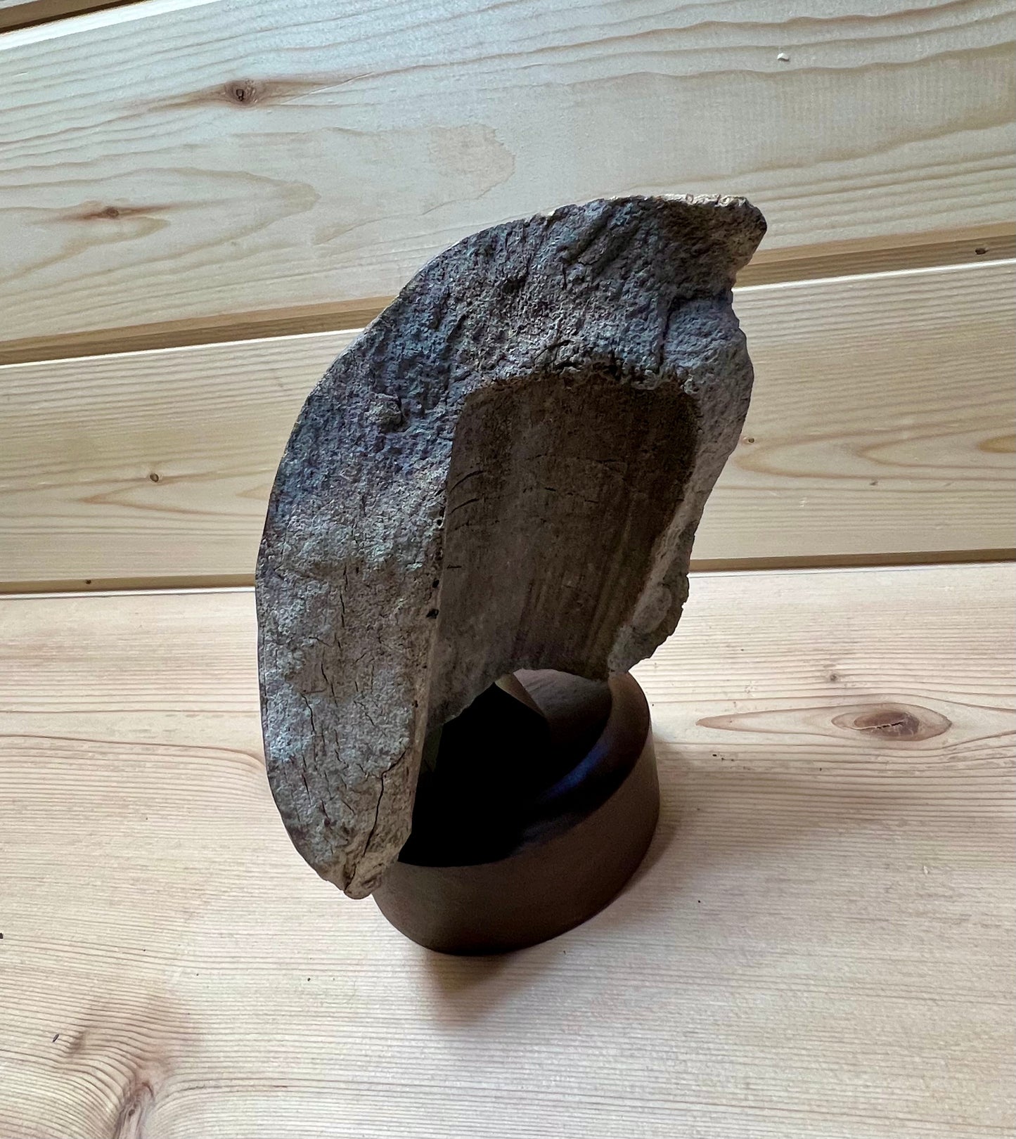 Fossilized Walrus Cheek Bone Scrimshaw