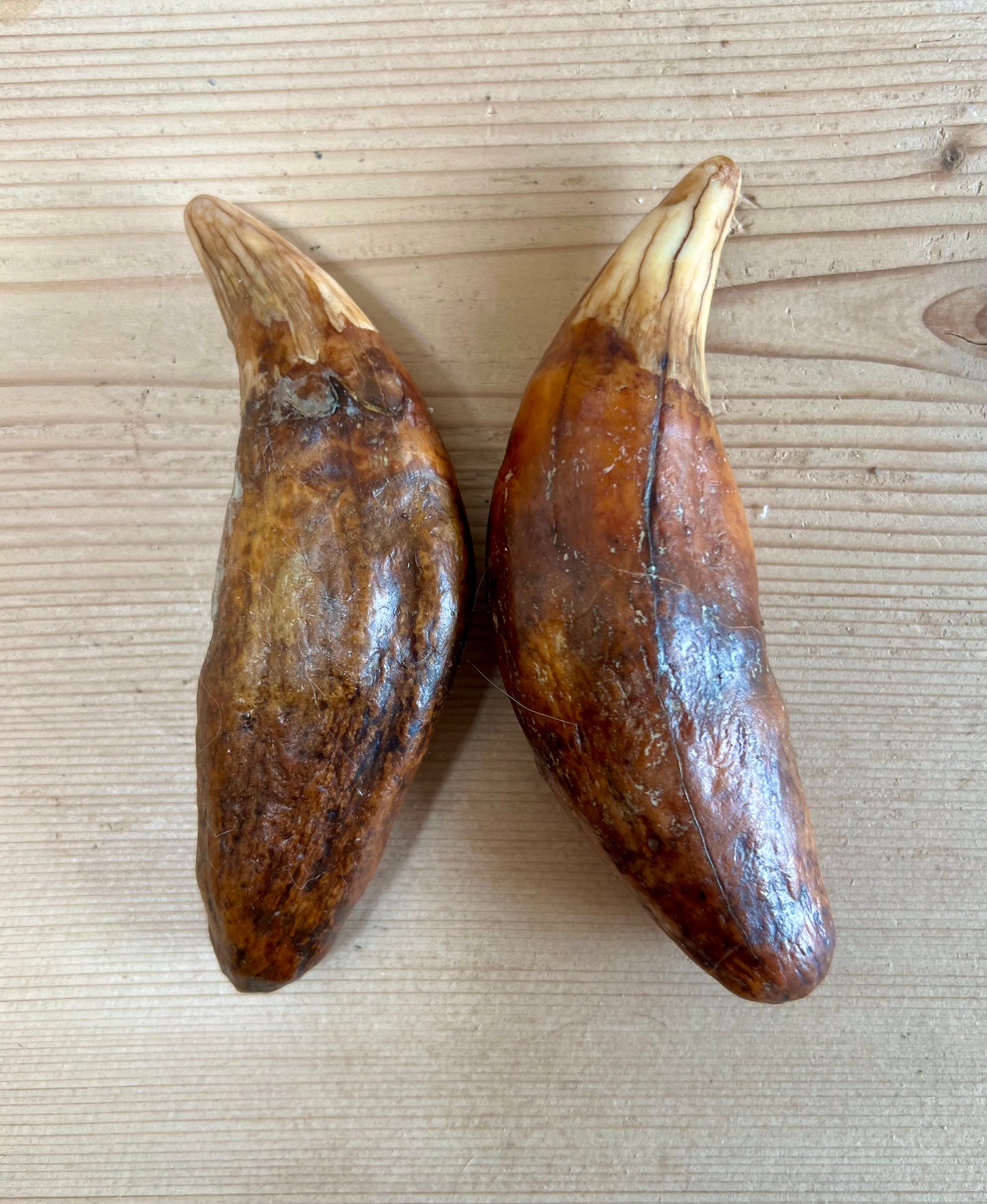 Cave Bear Fangs (pair)