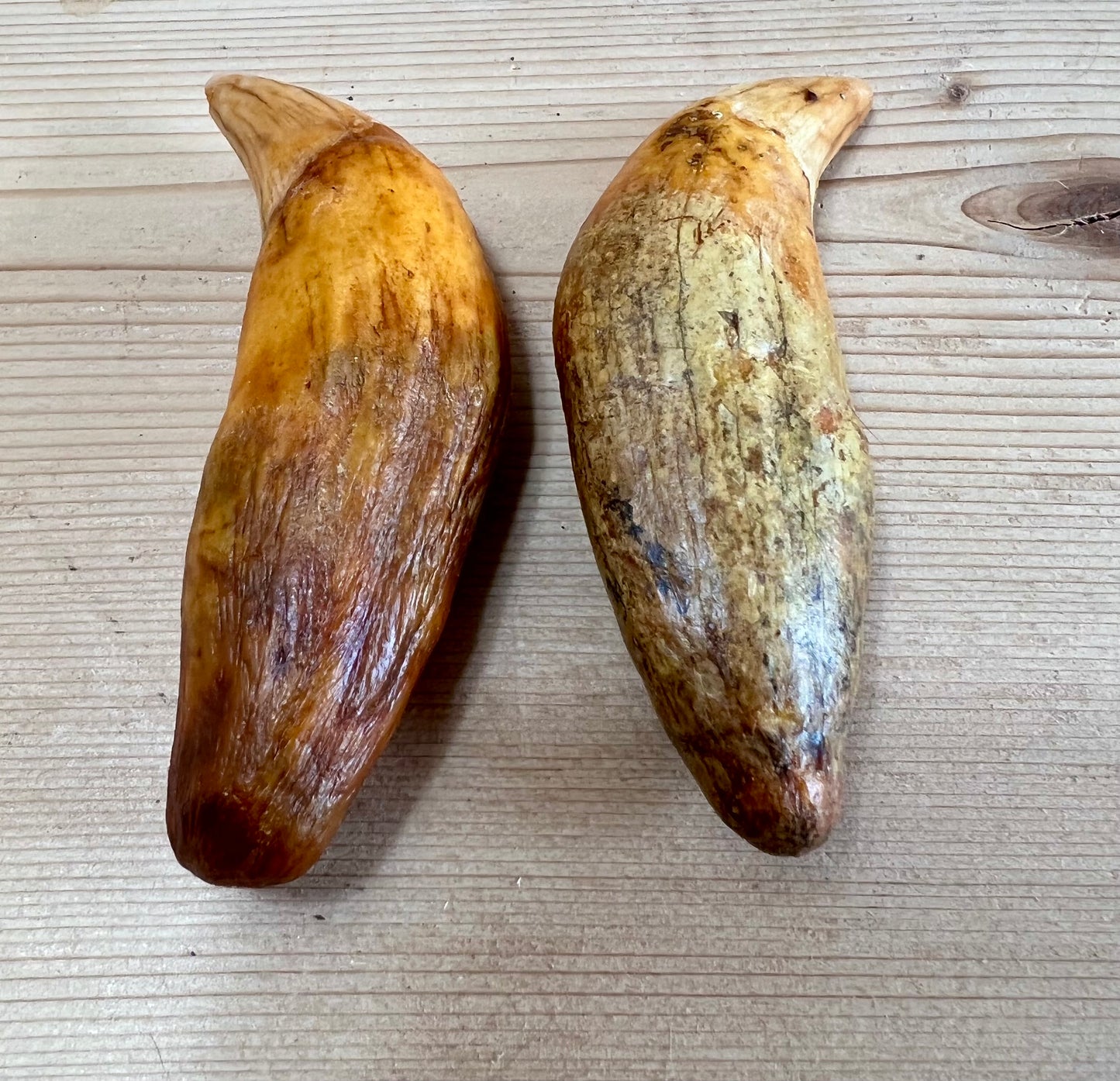 Cave Bear Fangs (pair)