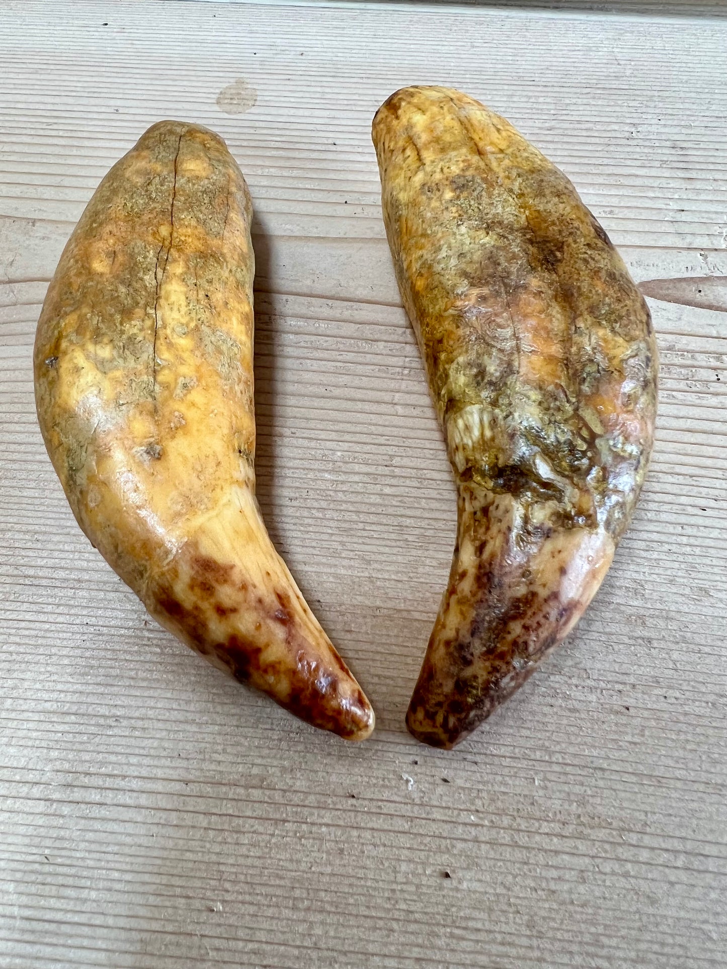 Cave Bear Fangs (pair)