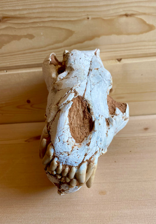 Asian Hyena Skull