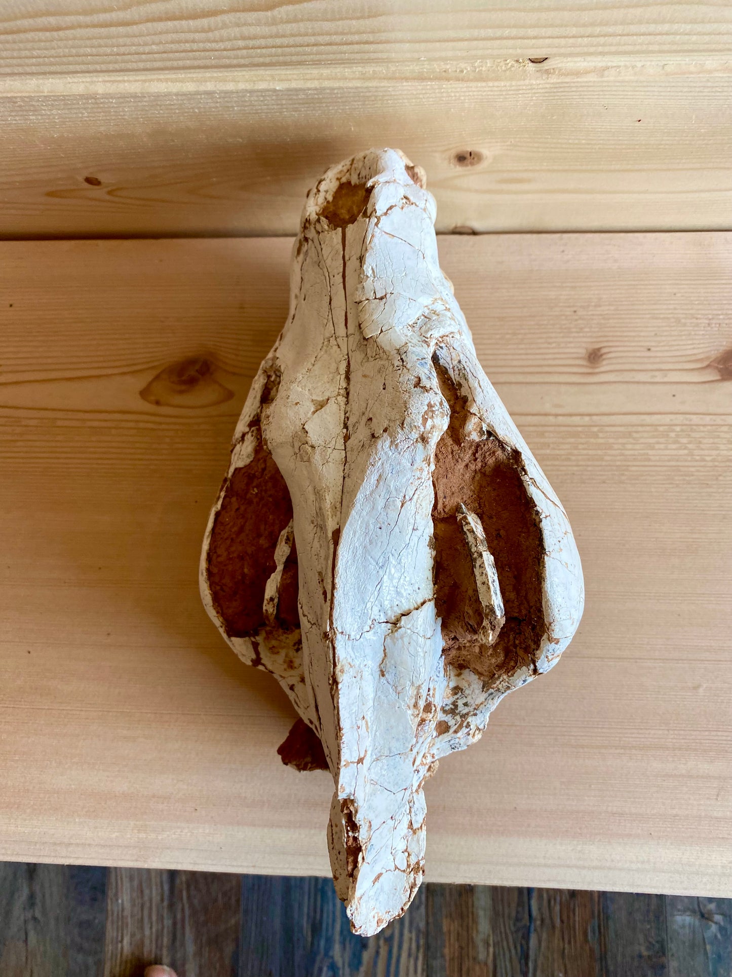 Asian Hyena Skull