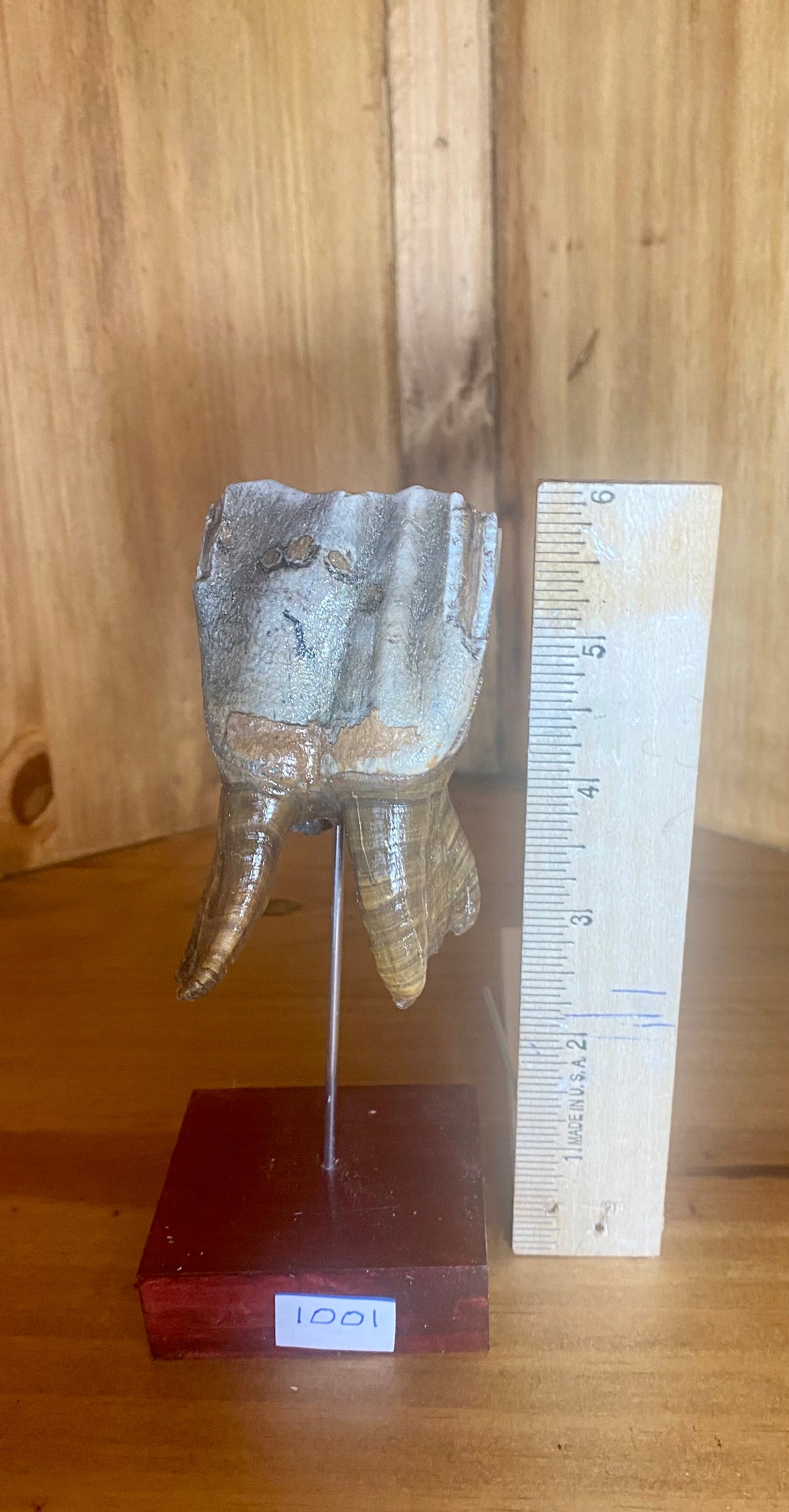 Coelodonta Antiquitatis (Woolly Rhinoceros) Tooth