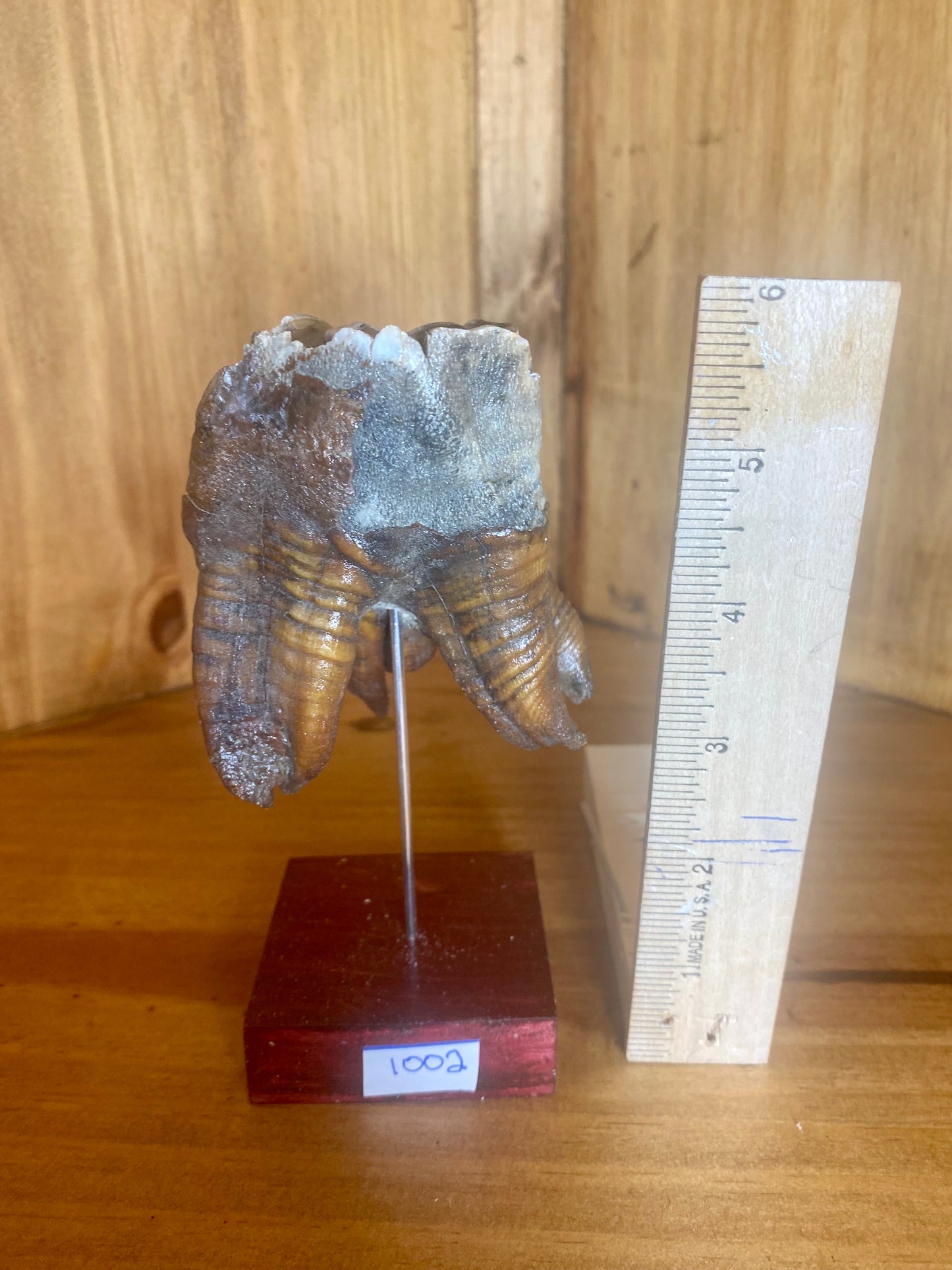 Woolly Rhinoceros Tooth