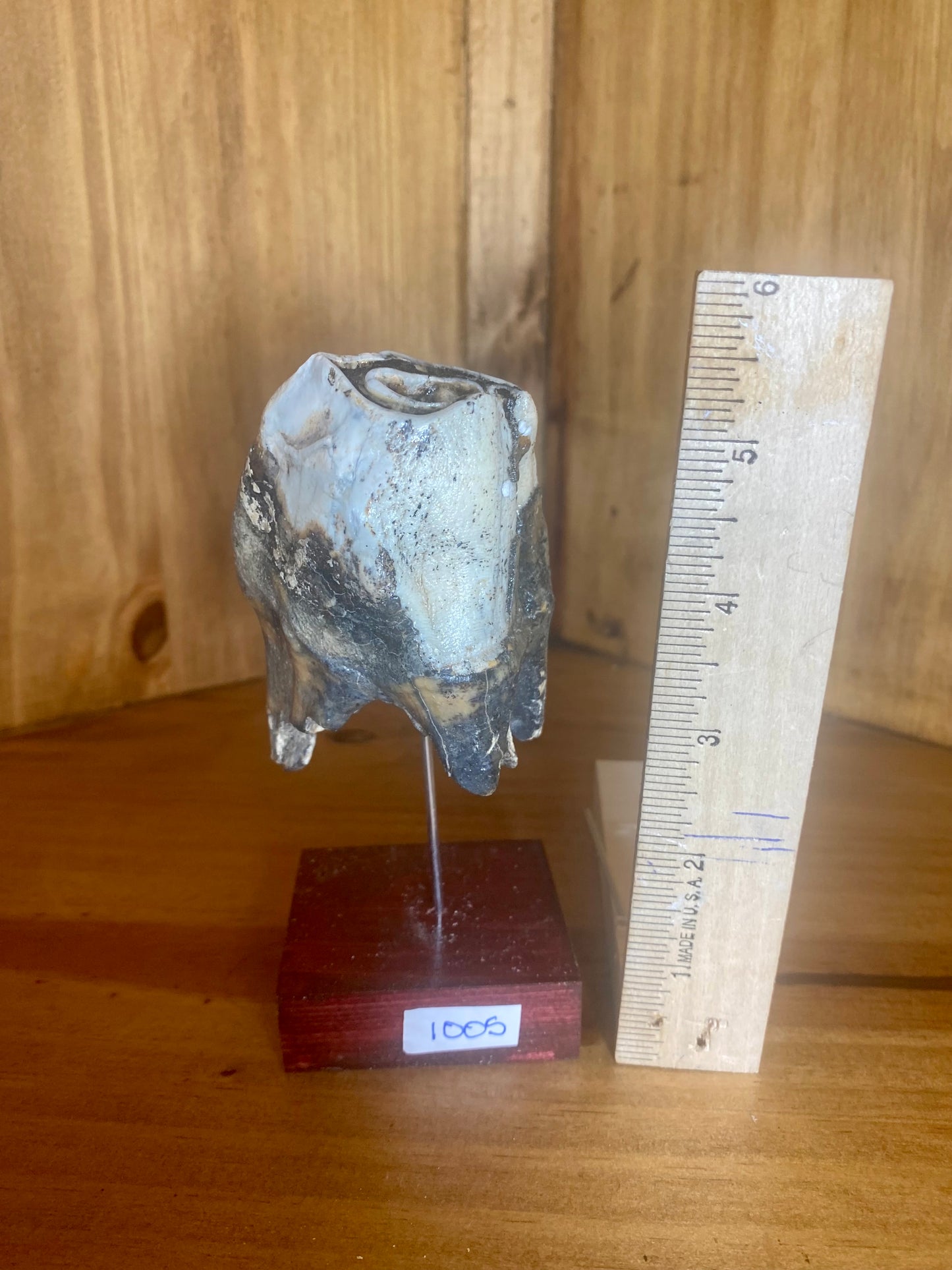 Woolly Rhinoceros Tooth