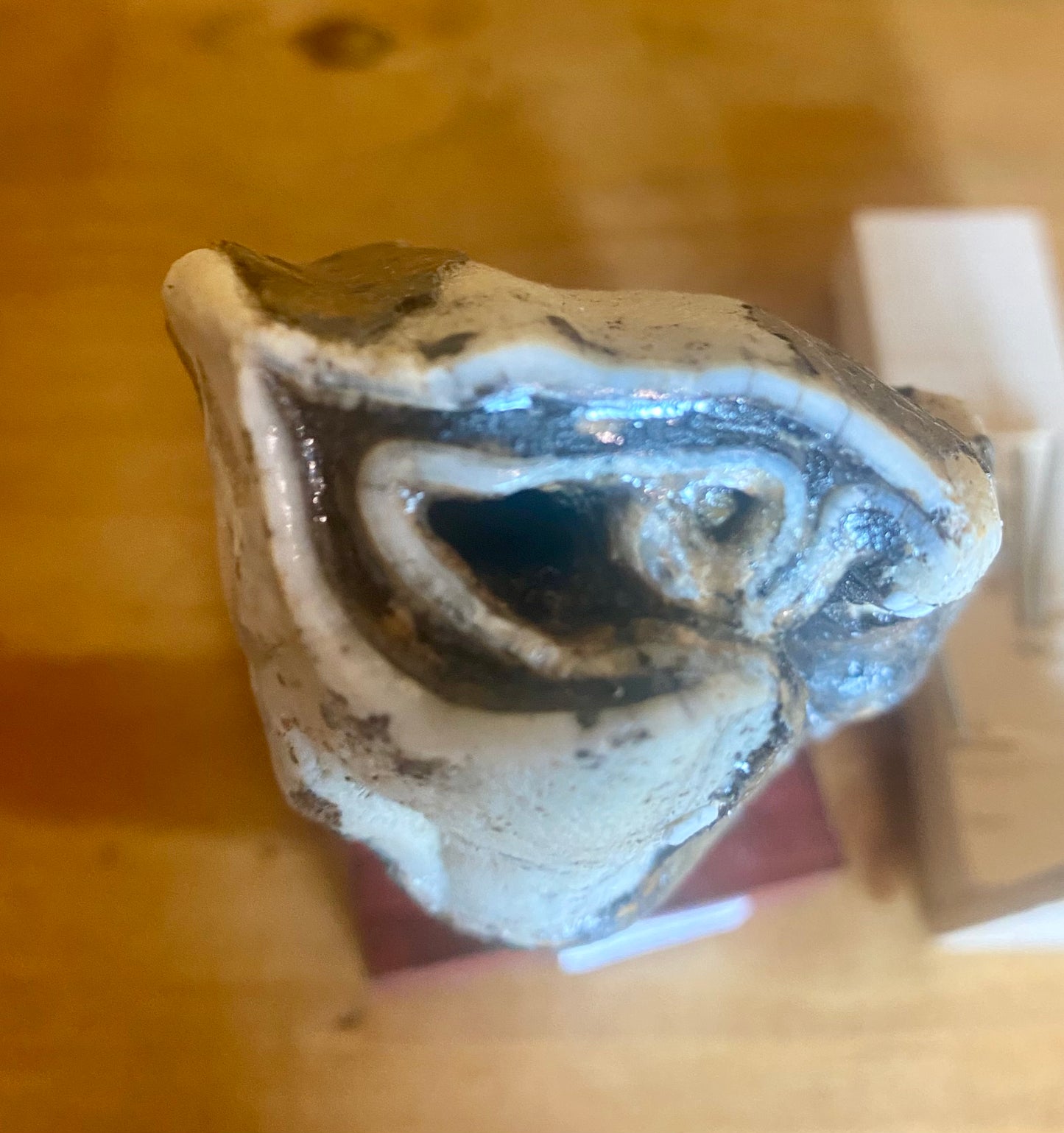 Woolly Rhinoceros Tooth