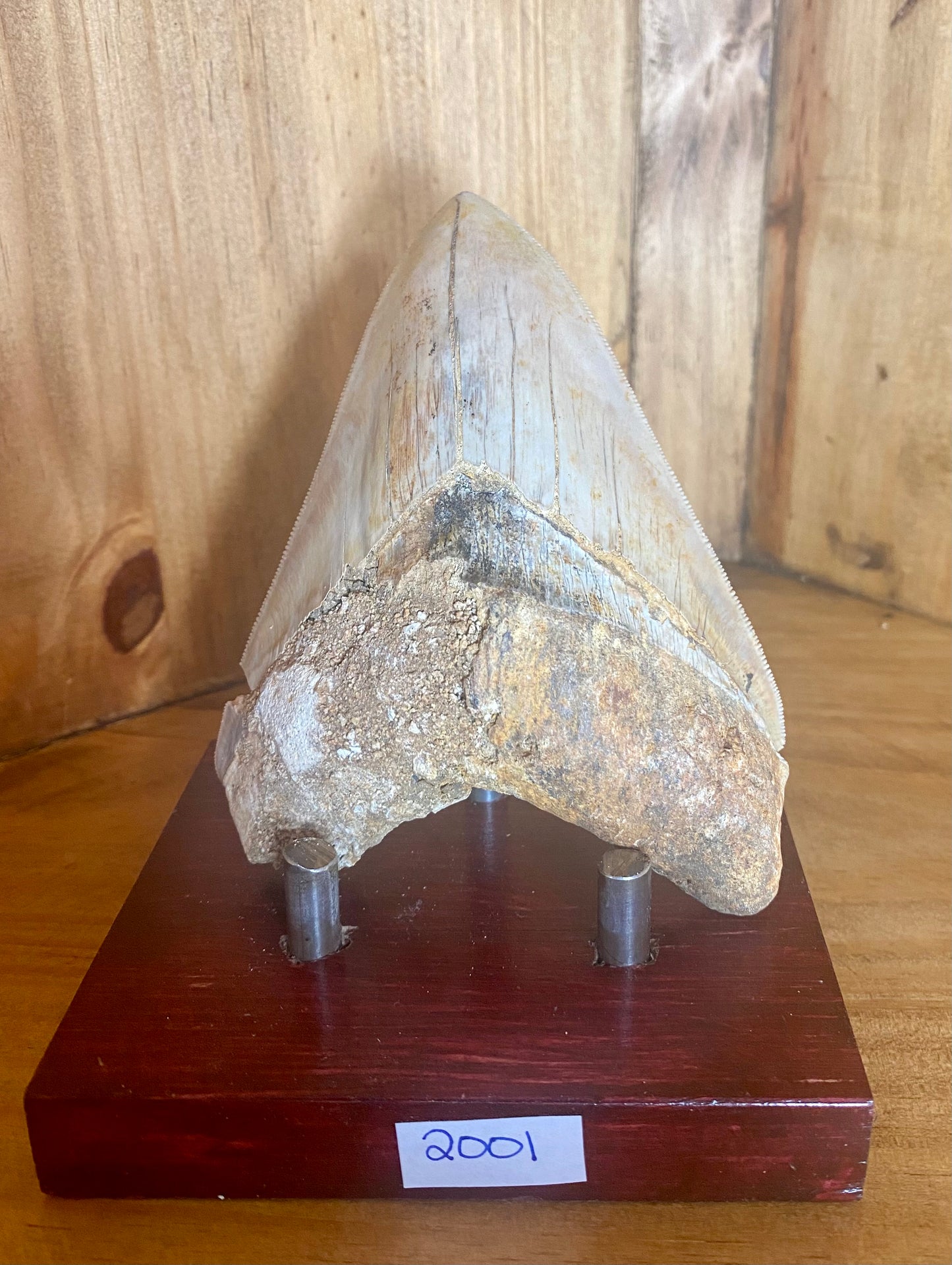 Megalodon Tooth