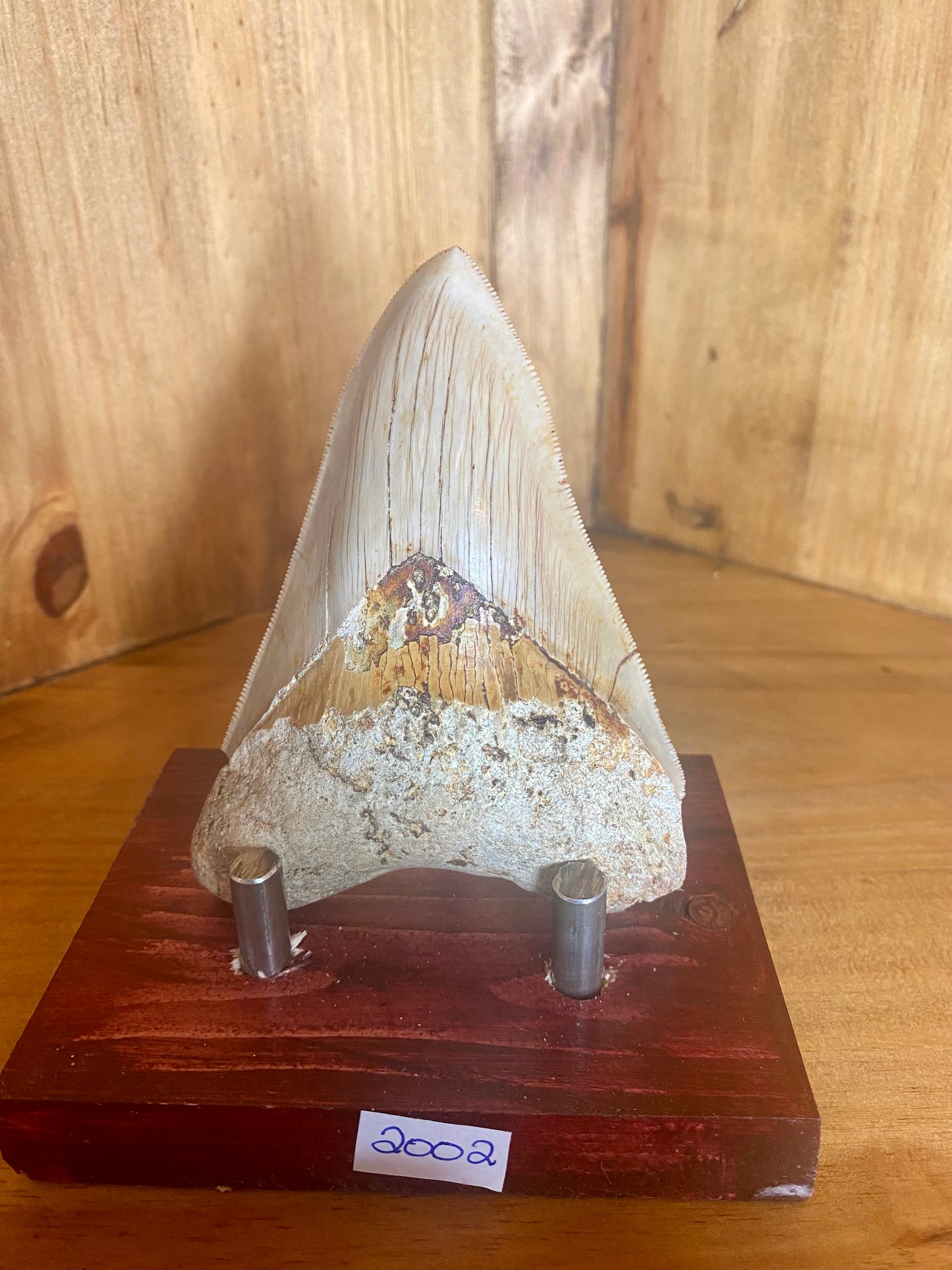 Megalodon Tooth