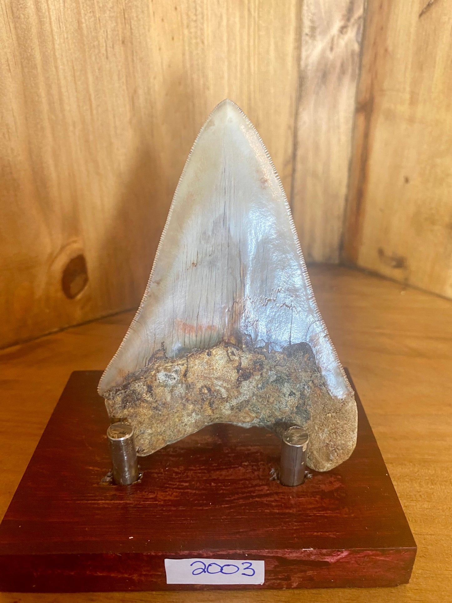 Megalodon Tooth