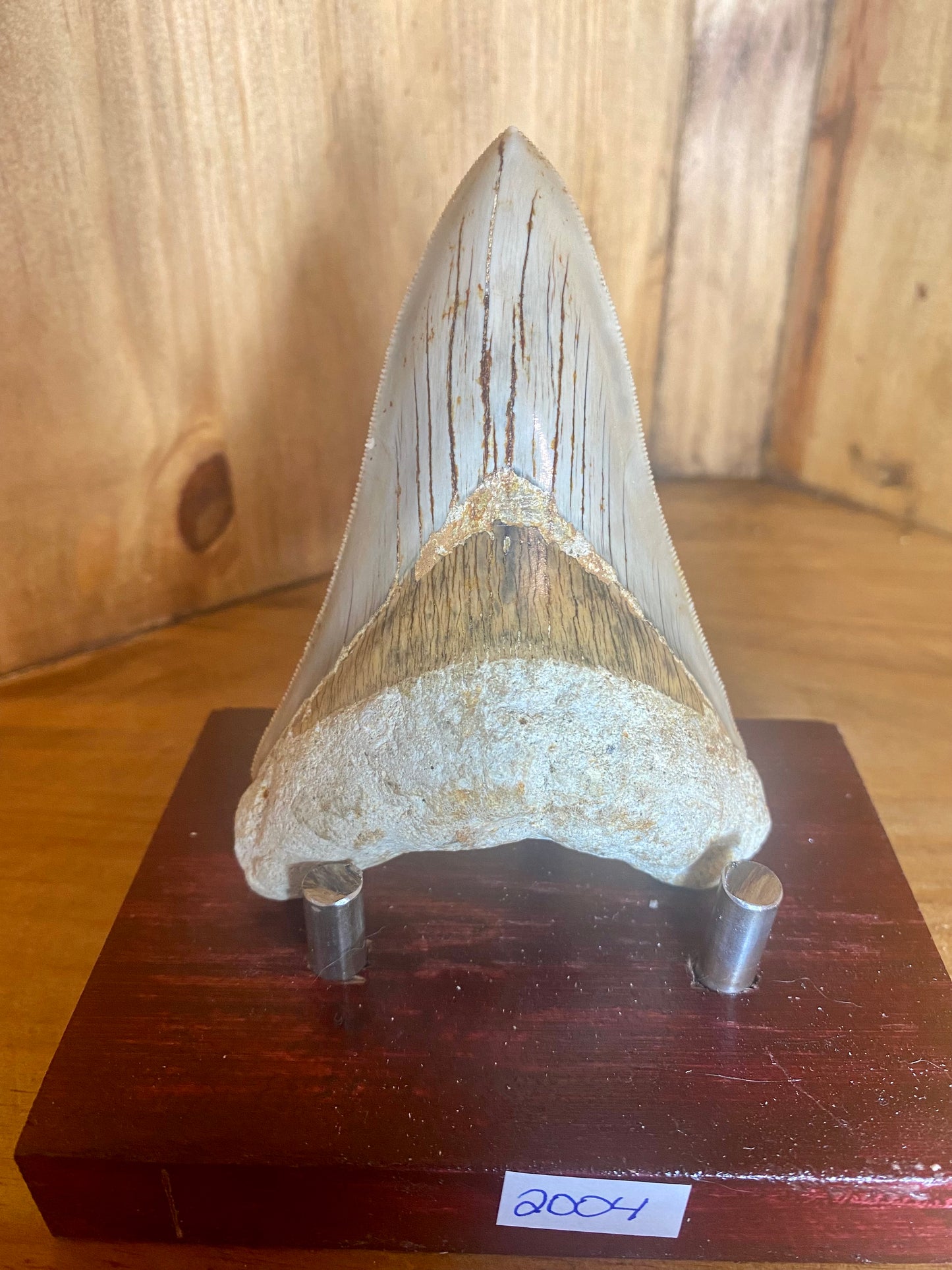 Megalodon Tooth