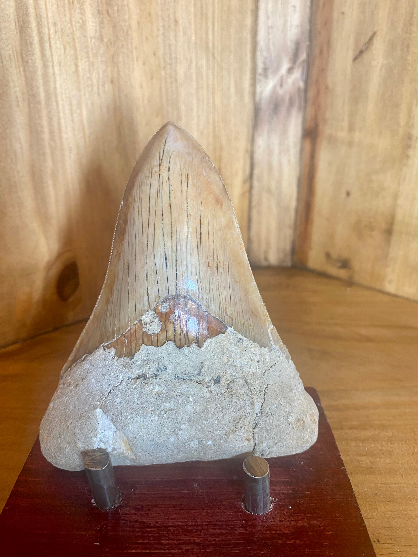 Megalodon Tooth