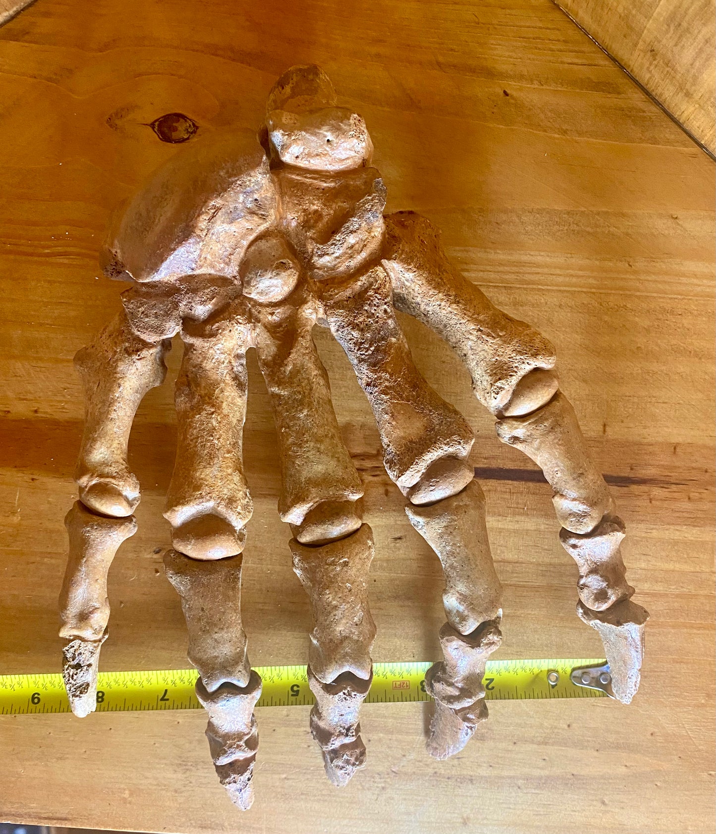 Cave Bear Foot