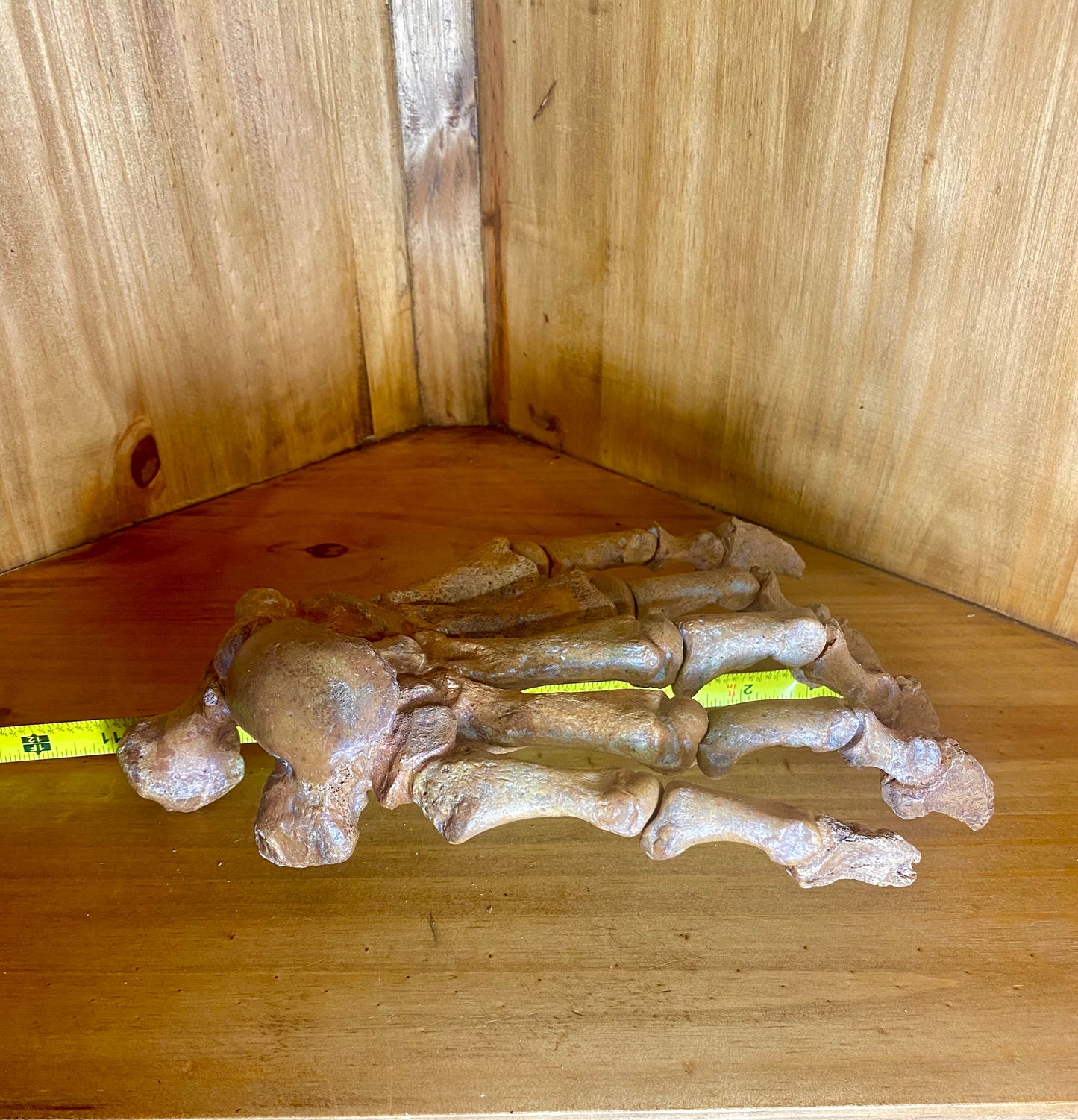 Cave Bear Foot