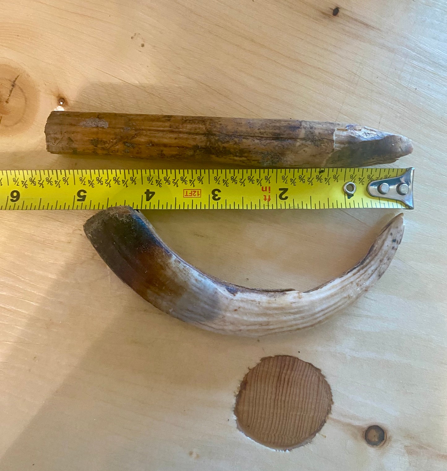 Fossilized Hippopotamus Teeth