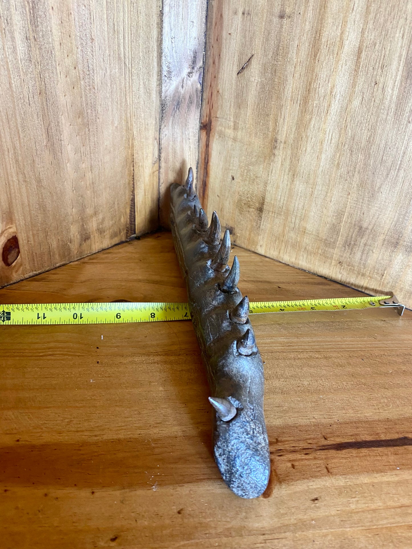 Crocodile Jaw - Partial