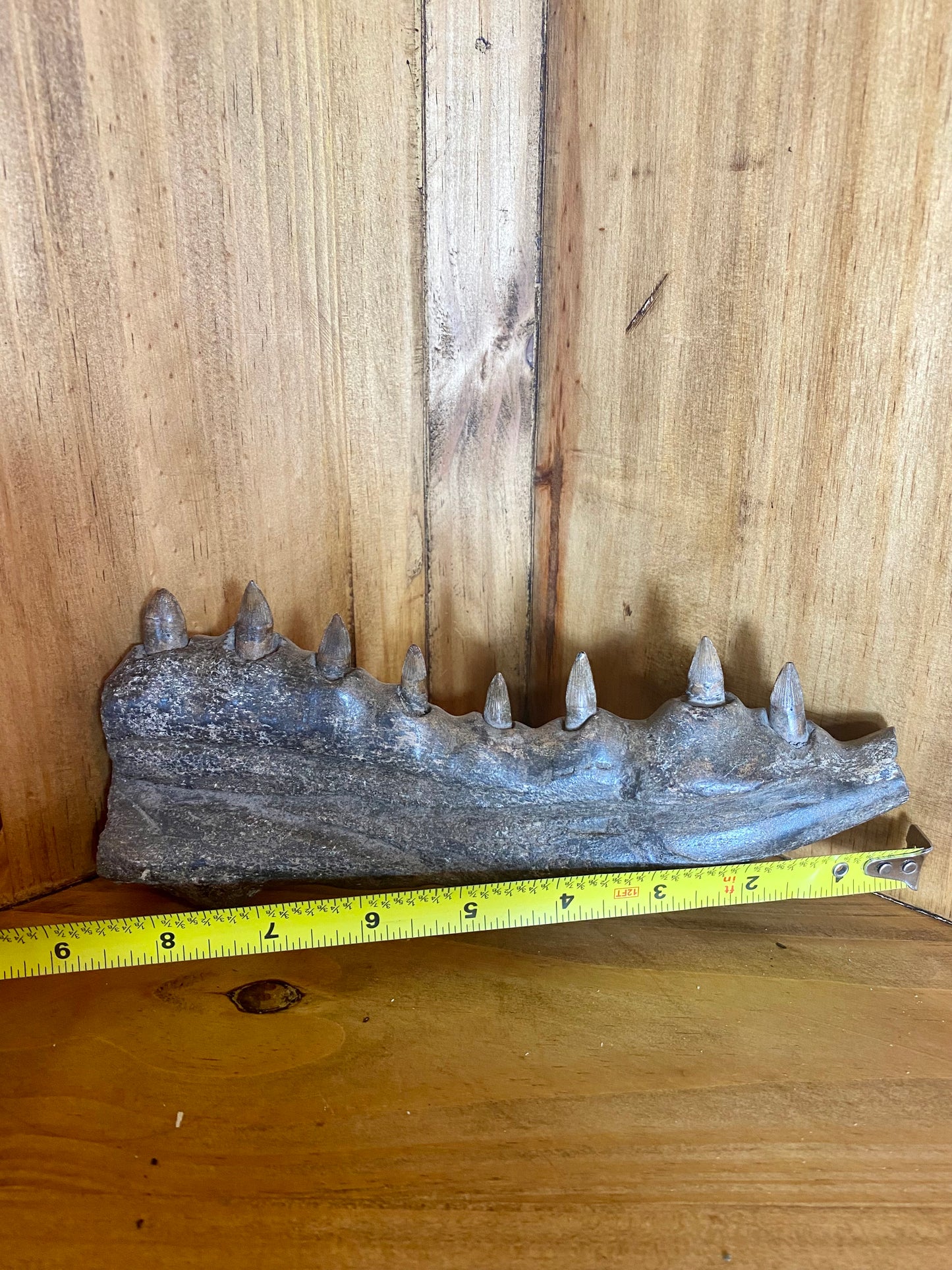 Crocodile Jaw - Partial