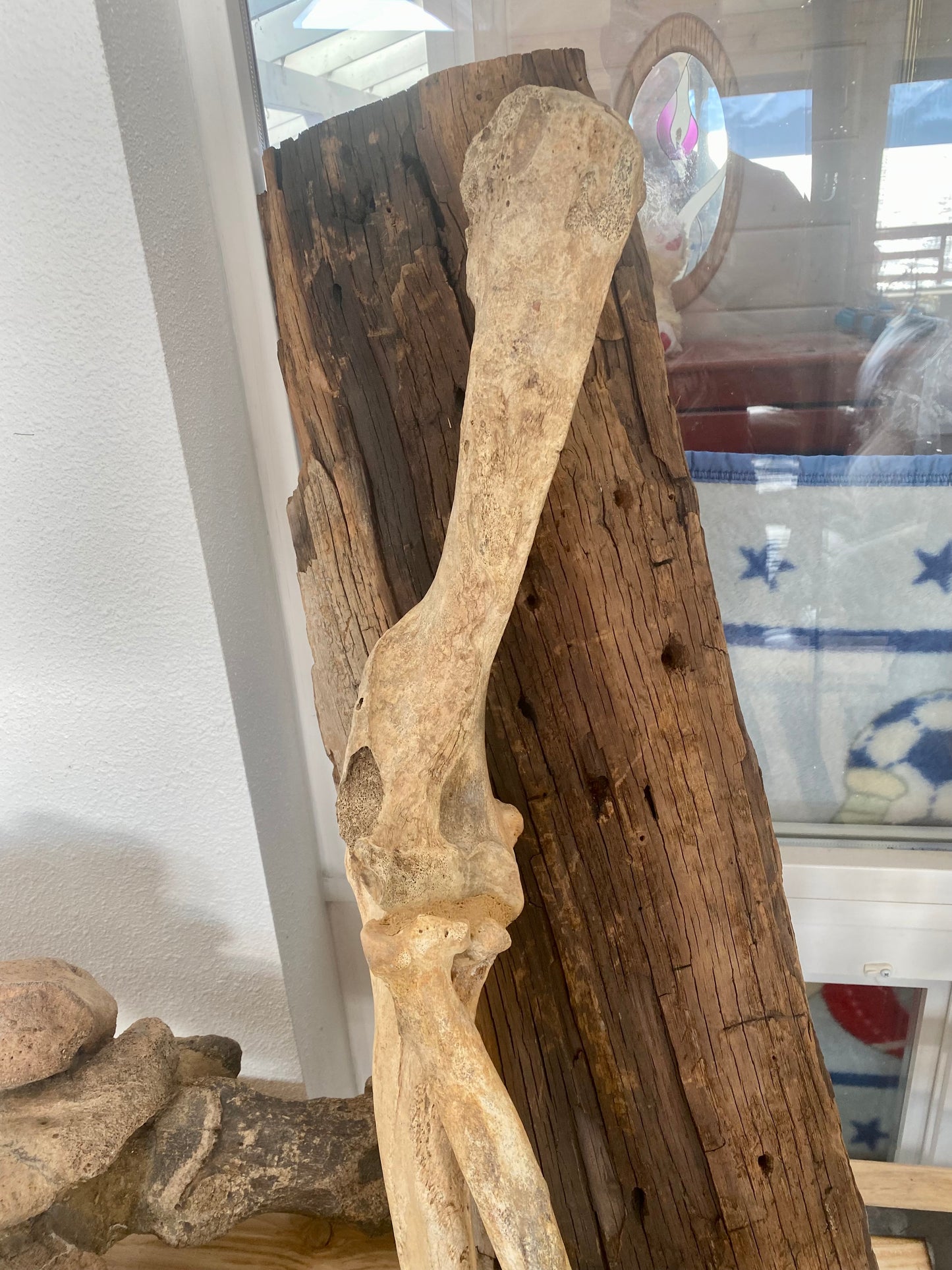 Cave Bear Leg and Foot