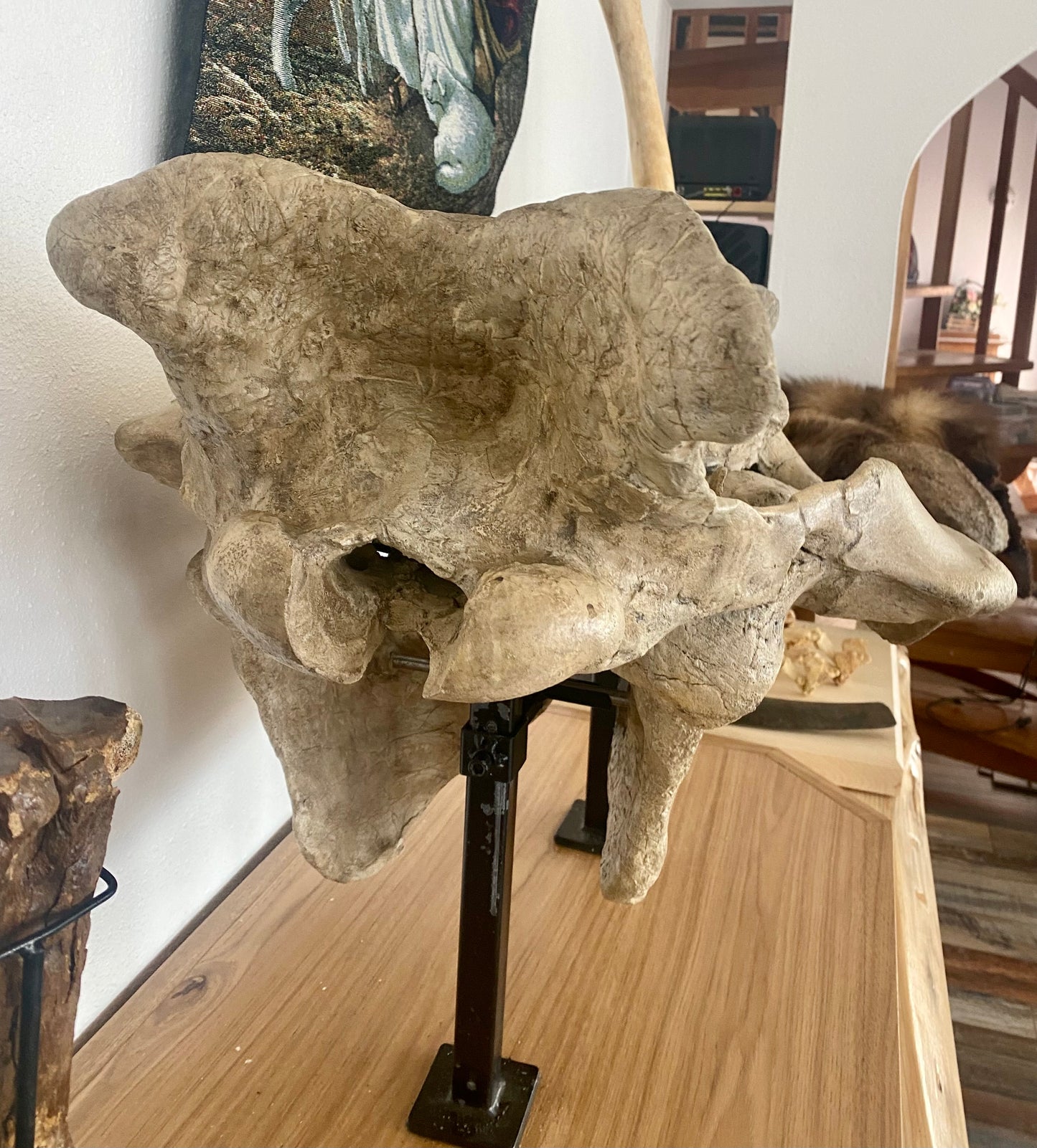 Titnothere Brontotherium Skull (Ancient Rhinoceros)
