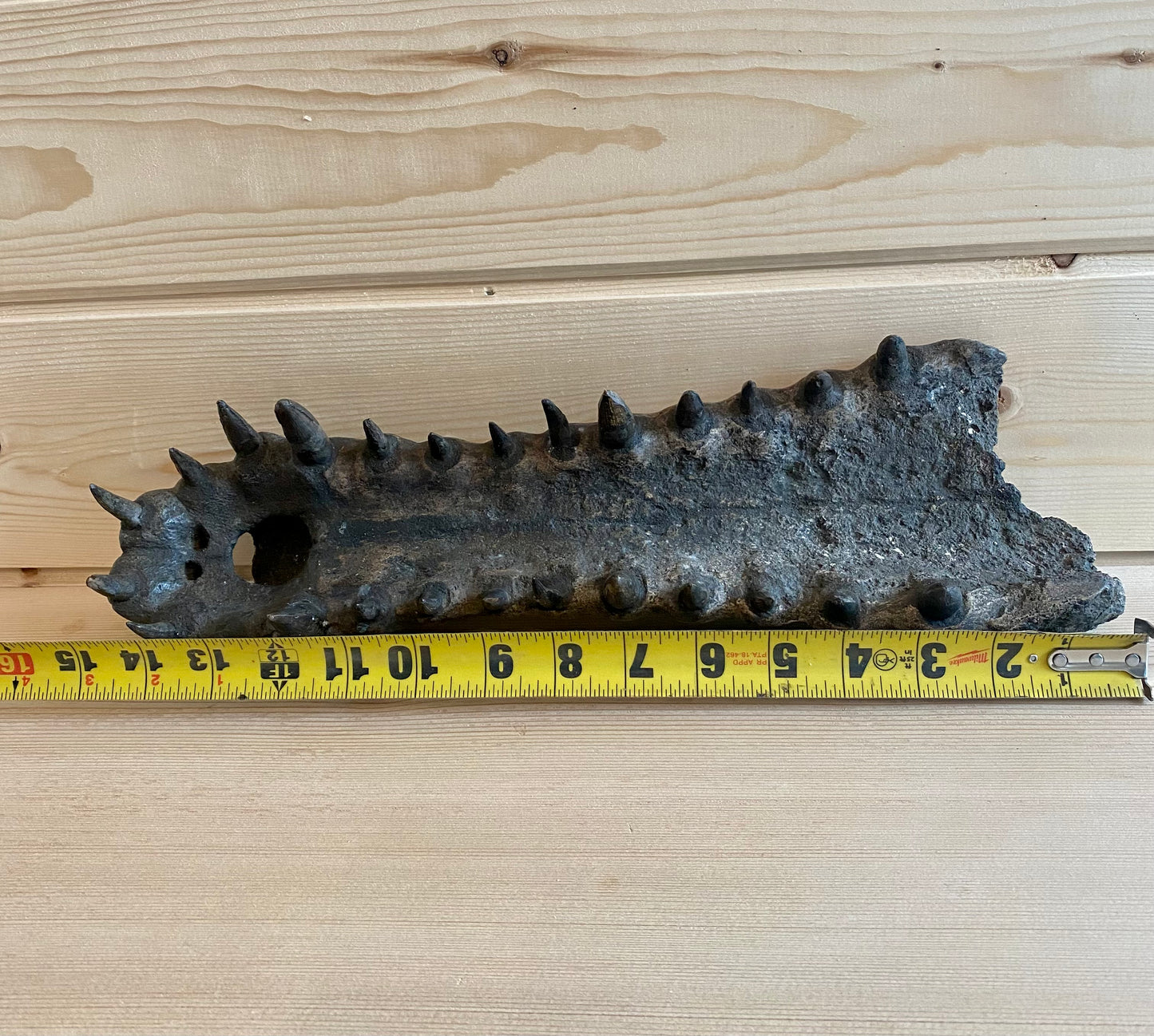 Crocodile Jaw (upper)