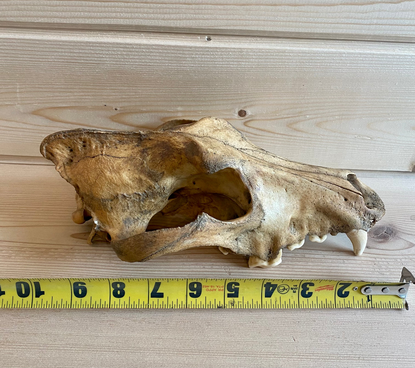 Wolf Skull