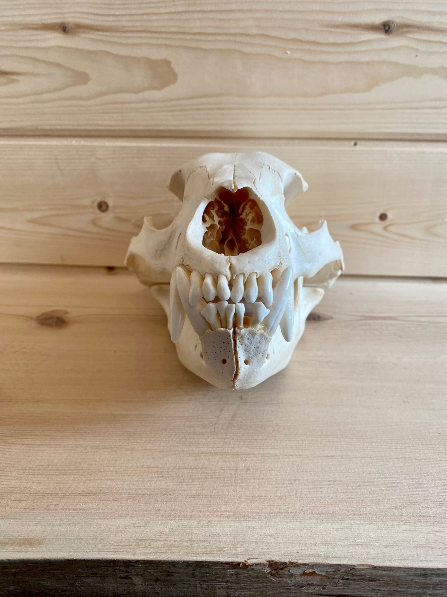 Black Bear Modern Skull