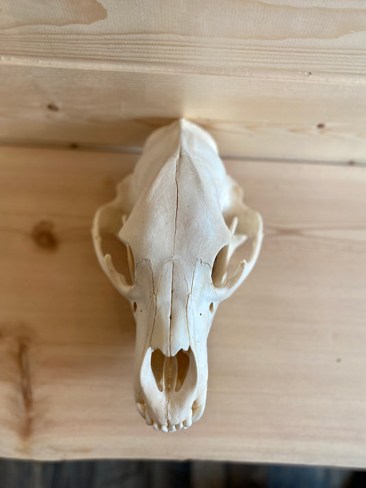 Black Bear Modern Skull