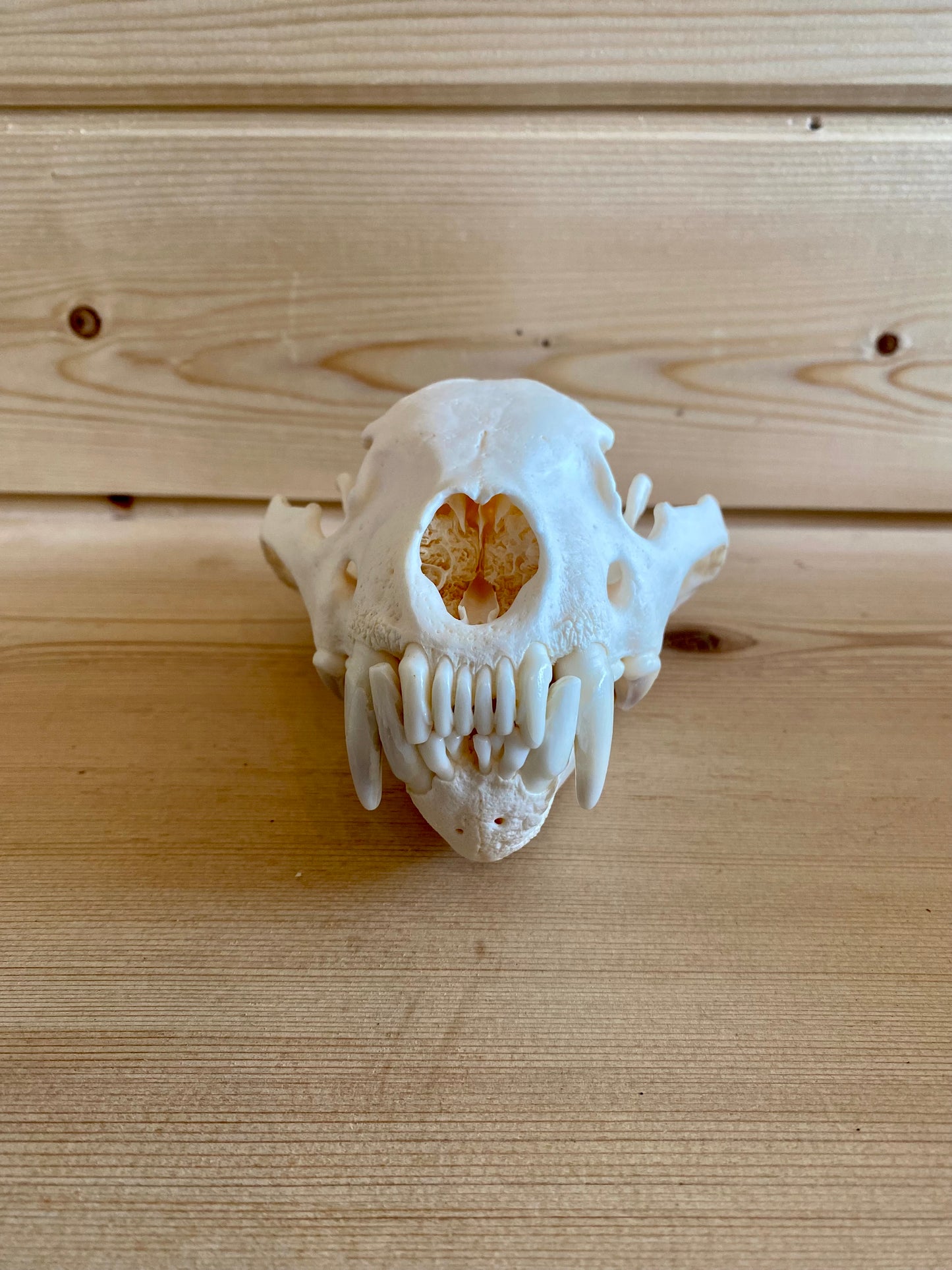 Triple X-Large Wolverine Modern Skull