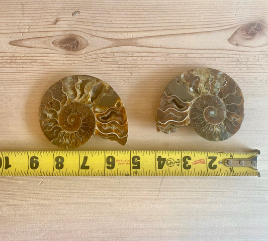 Ammonite
