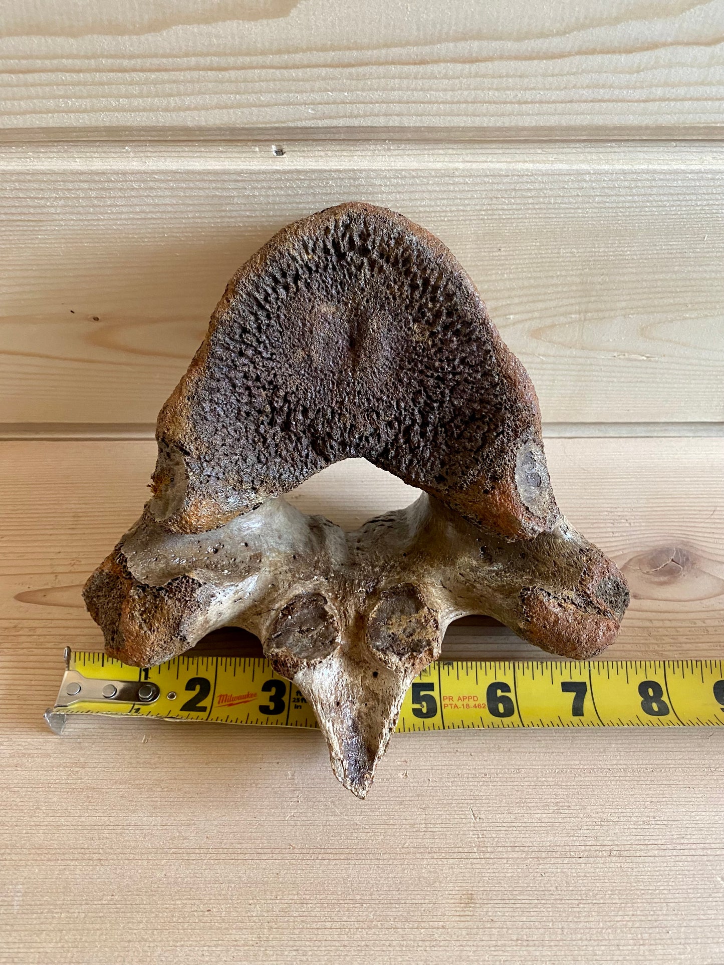 Steppe Bison Vertebrae