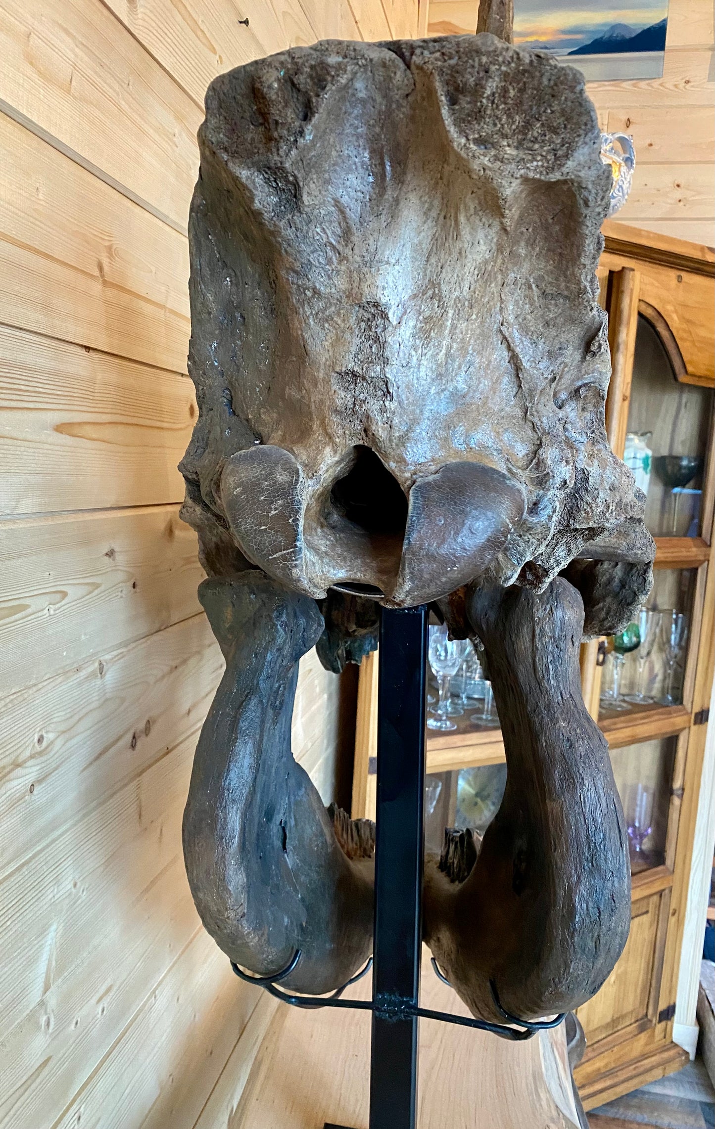 Woolly Rhinoceros Skull