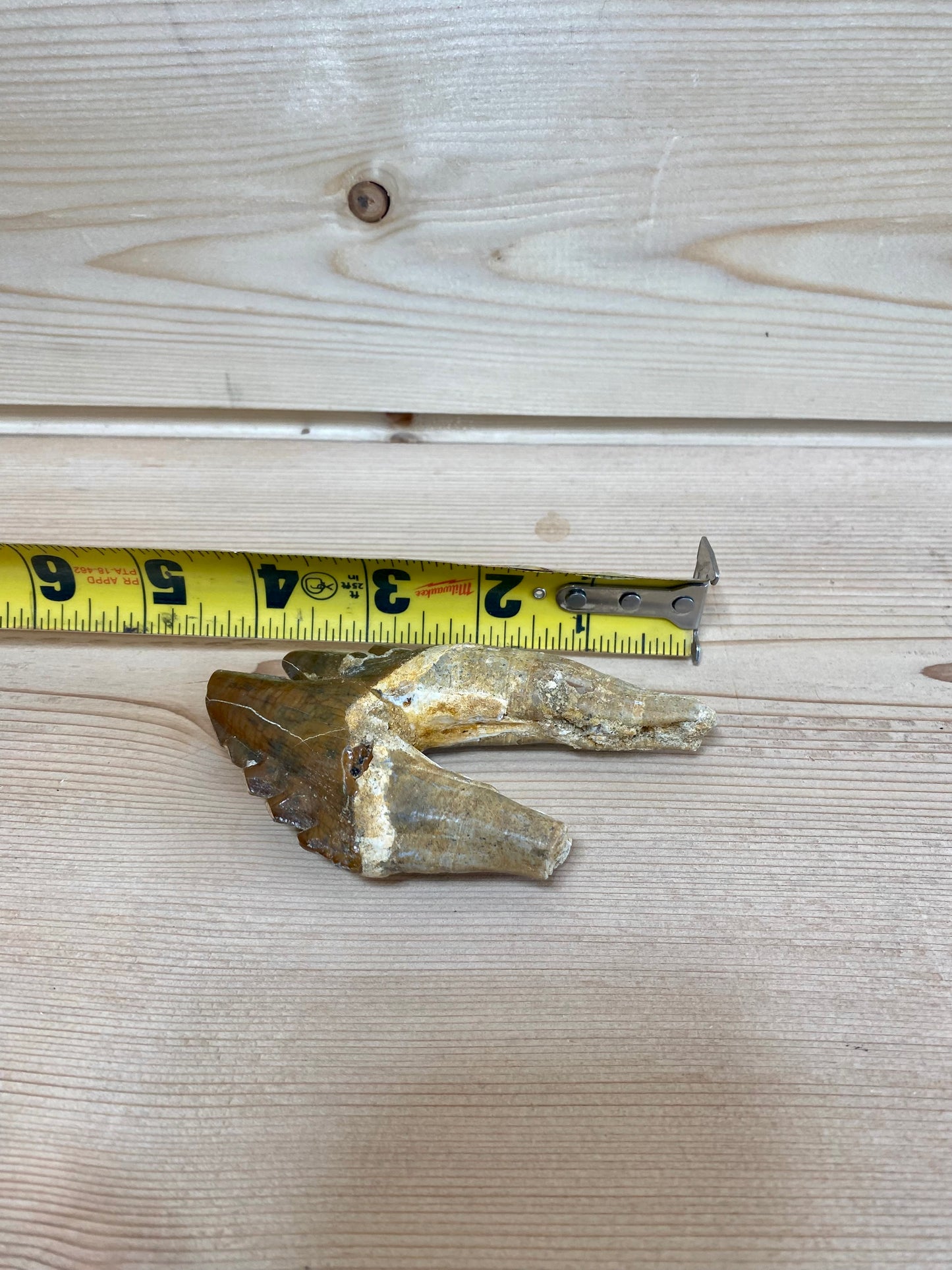 Bone Breaker Whale Tooth