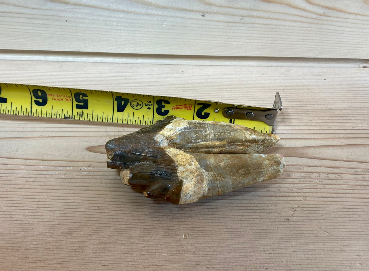 Bone Breaker Whale Tooth