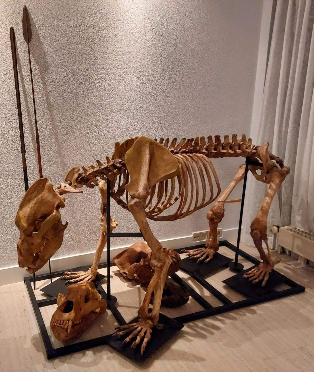 Cave Bear Skeleton