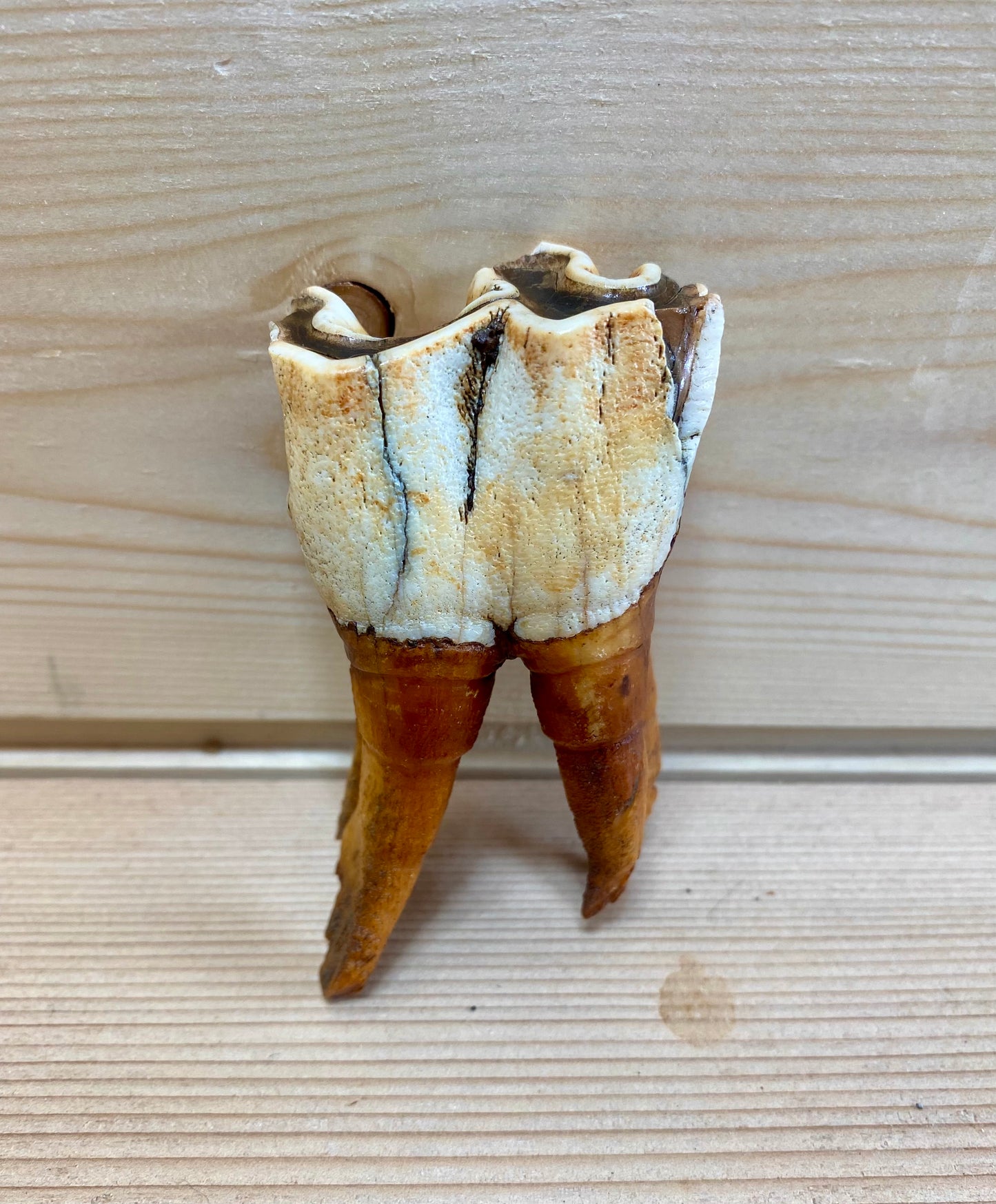 Woolly Rhinoceros Tooth Medium
