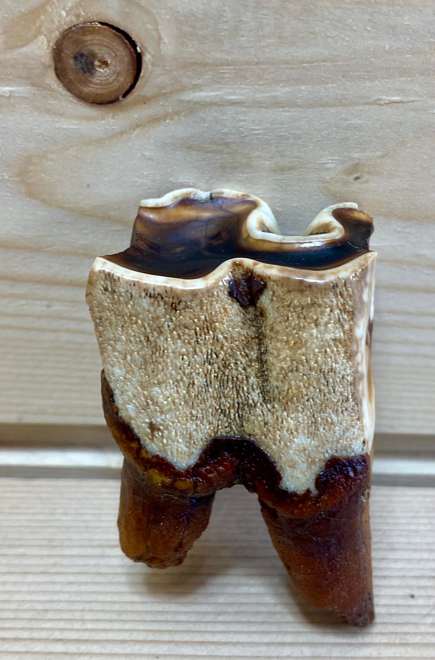 Woolly Rhinoceros Tooth Medium