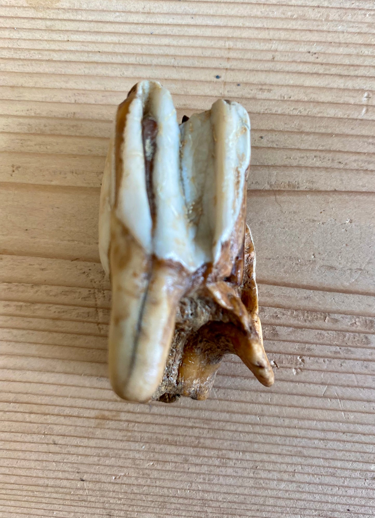 Woolly Rhinoceros Tooth Juvenile