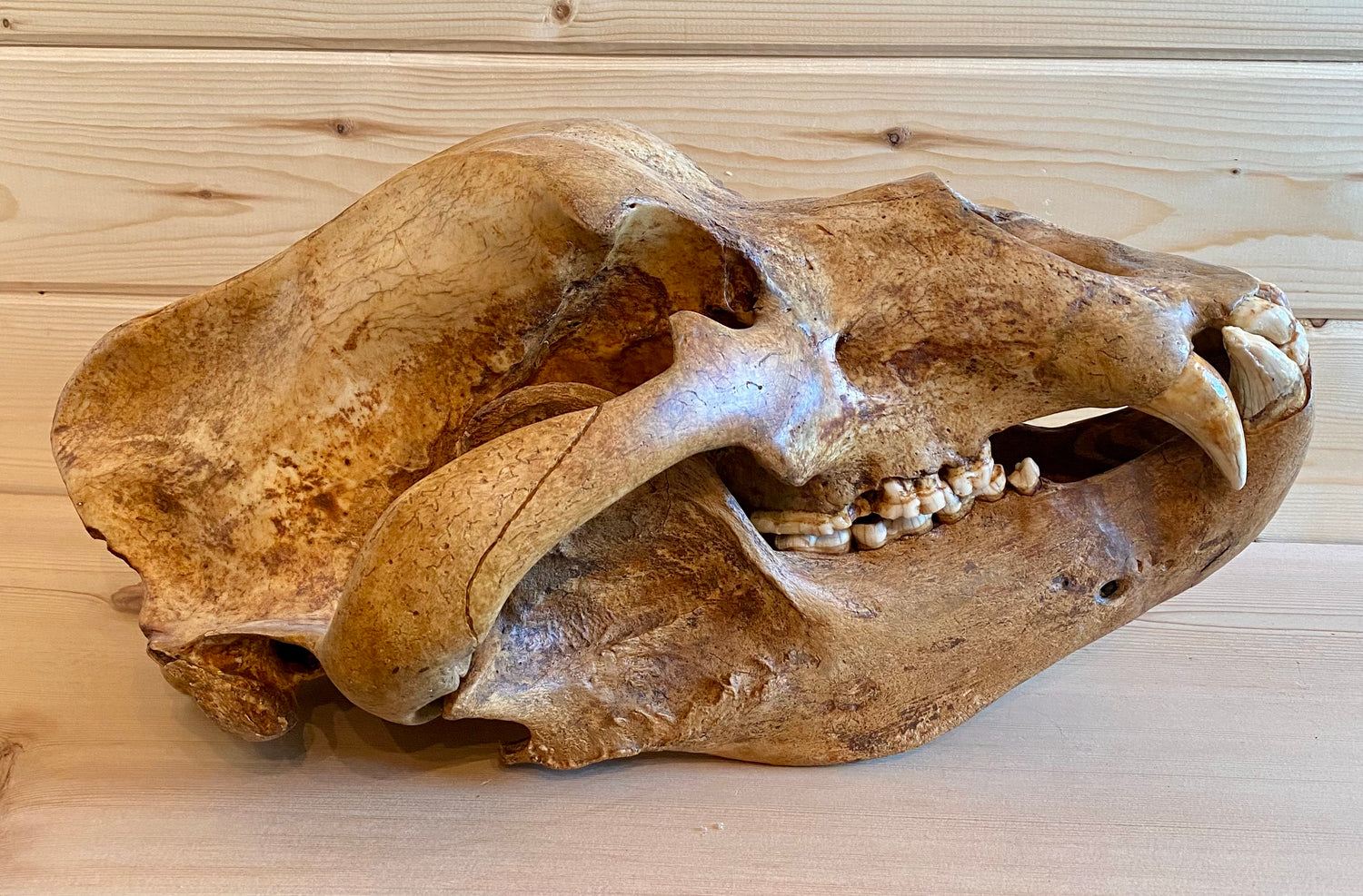 Cave Bear