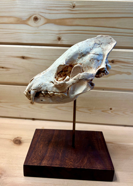 Asian Hyena Skull