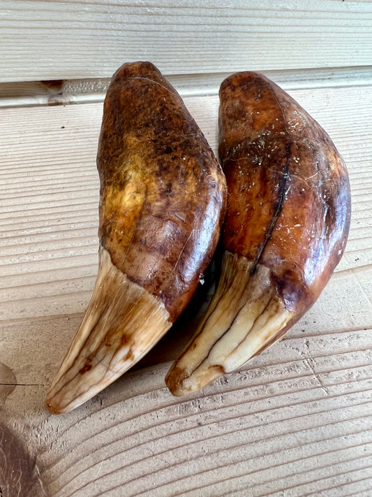 Cave Bear Fangs (pair)